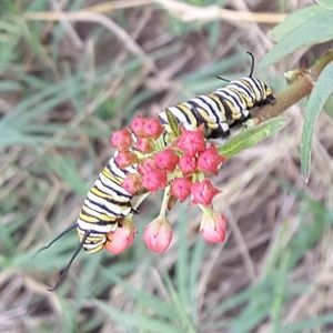 Meet your Posher, Luz